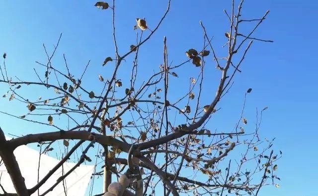 苹果树老果园枝轴（组）精细化修剪图解！