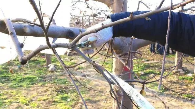 苹果树老果园枝轴（组）精细化修剪图解！