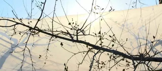 苹果树老果园枝轴（组）精细化修剪图解！