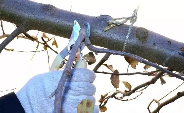 苹果树老果园枝轴（组）精细化修剪图解！