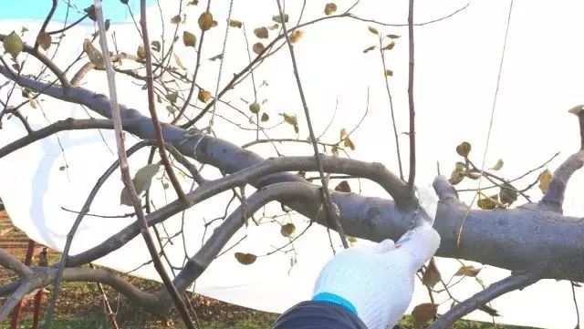 苹果树老果园枝轴（组）精细化修剪图解！