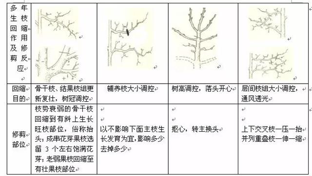 樱桃树整形修剪技术(视频)