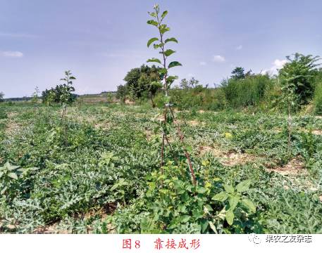 旱塬区老龄苹果园蹲接改造技术