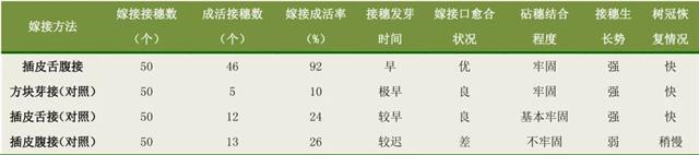 核桃插皮舌腹接技术！