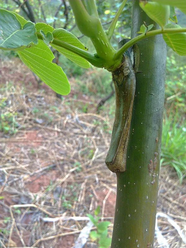 核桃插皮舌腹接技术！