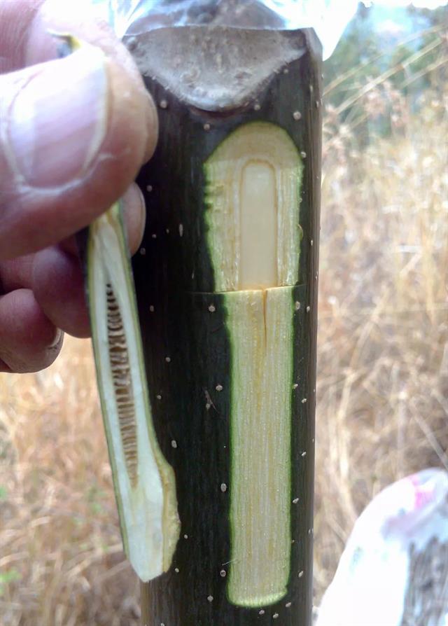 核桃插皮舌腹接技术！