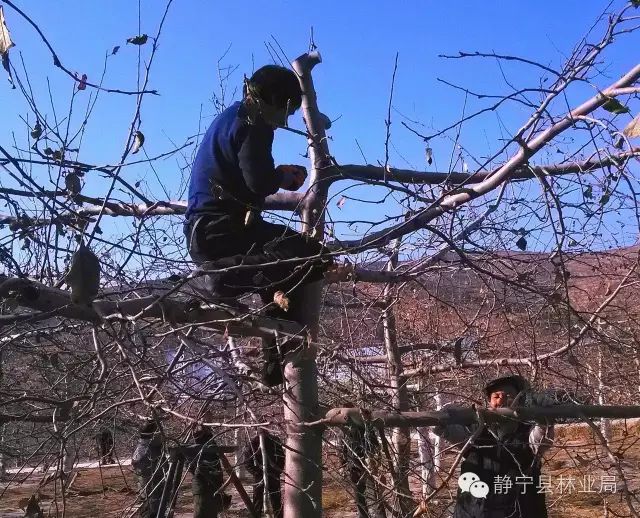 低产果园冬季修剪技术
