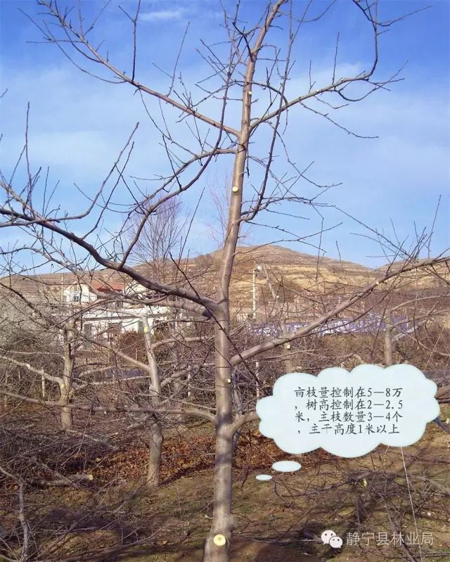低产果园冬季修剪技术