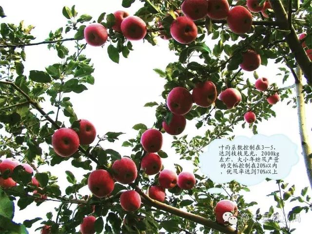 低产果园冬季修剪技术