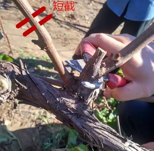 葡萄修剪技术(图解)