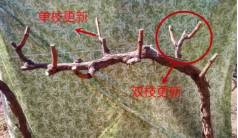 葡萄修剪技术(图解)