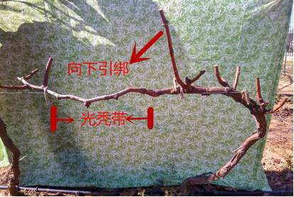 葡萄修剪技术(图解)