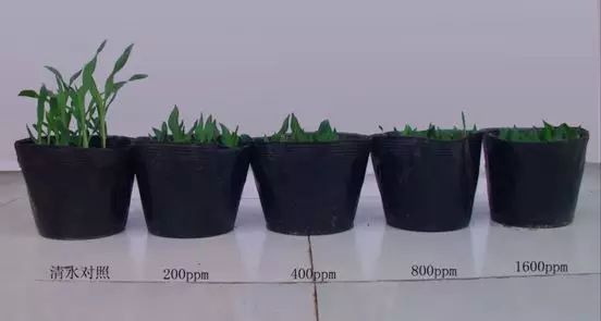 多效唑使用技术汇总手册