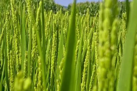 多效唑使用技术汇总手册