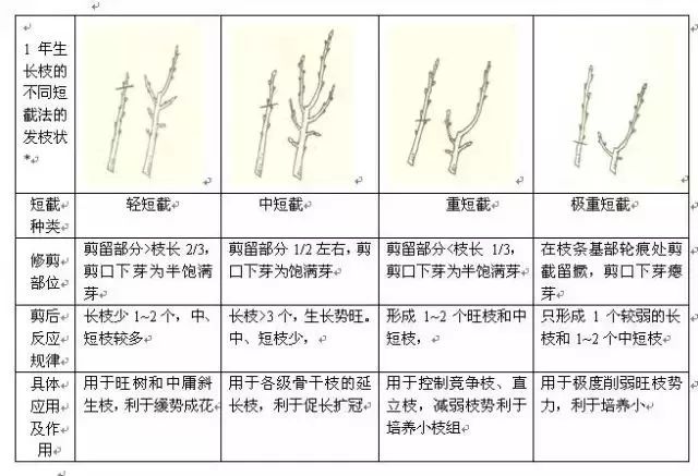 李子树的栽培管理技术