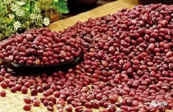 红小豆高产种植技术详解