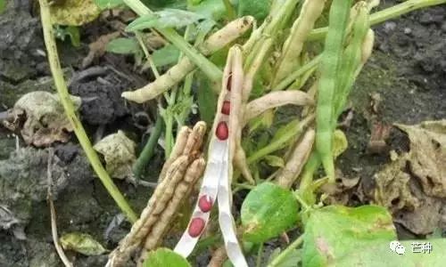 红小豆高产种植技术详解