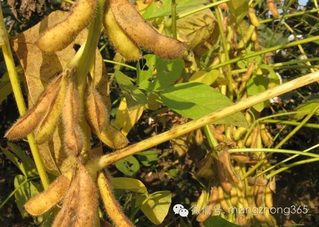 大豆高产植保技术
