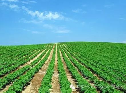 大豆高产植保技术