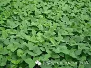 大豆高产植保技术