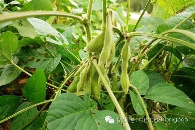 大豆高产植保技术