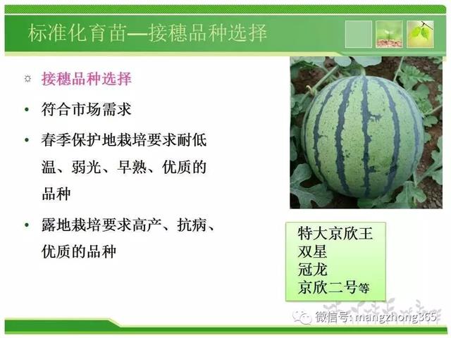 超详细西瓜标准化栽培技术