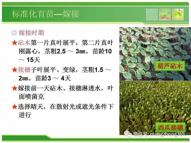 超详细西瓜标准化栽培技术