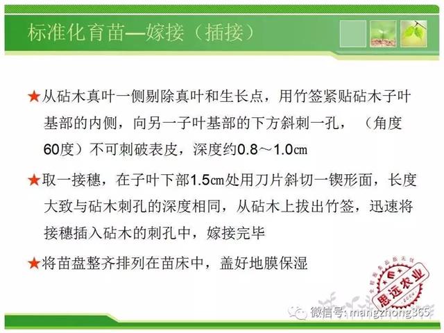 超详细西瓜标准化栽培技术