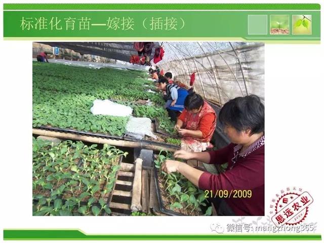 超详细西瓜标准化栽培技术