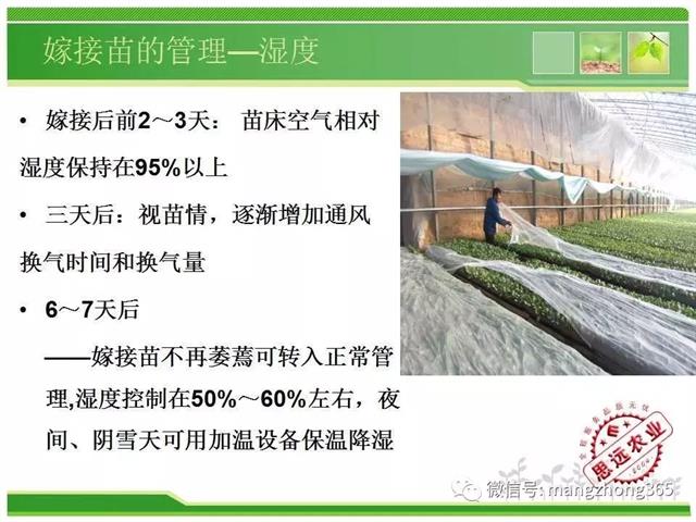 超详细西瓜标准化栽培技术