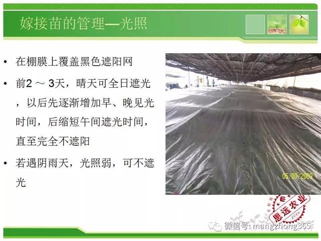 超详细西瓜标准化栽培技术