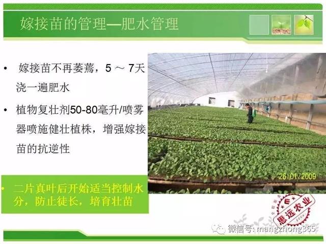 超详细西瓜标准化栽培技术