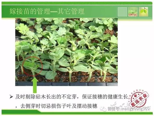 超详细西瓜标准化栽培技术