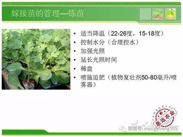 超详细西瓜标准化栽培技术