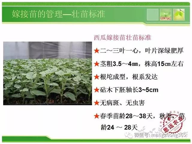 超详细西瓜标准化栽培技术