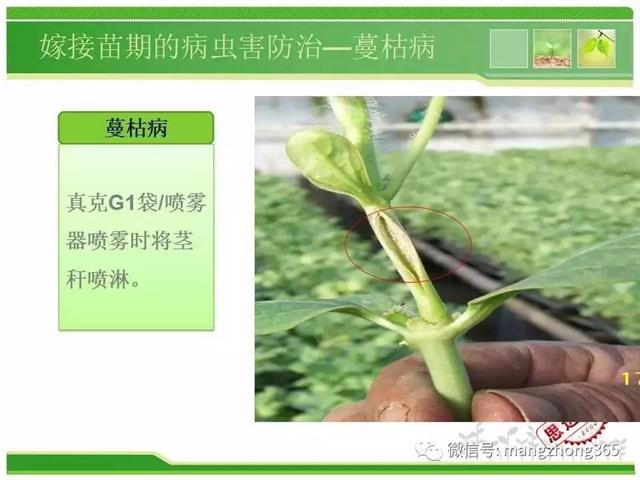 超详细西瓜标准化栽培技术