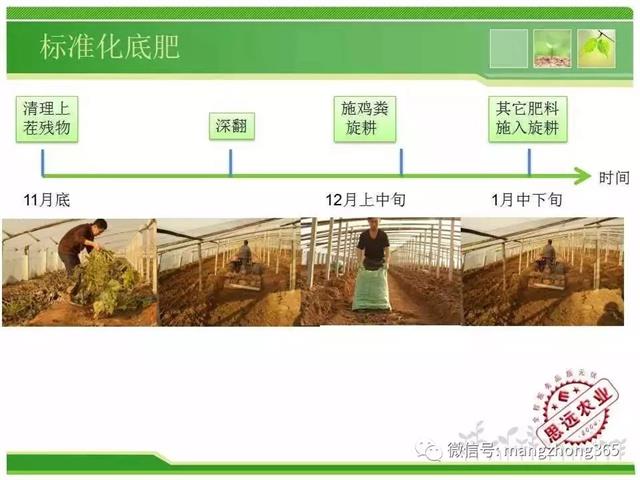 超详细西瓜标准化栽培技术
