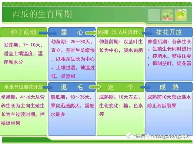 超详细西瓜标准化栽培技术