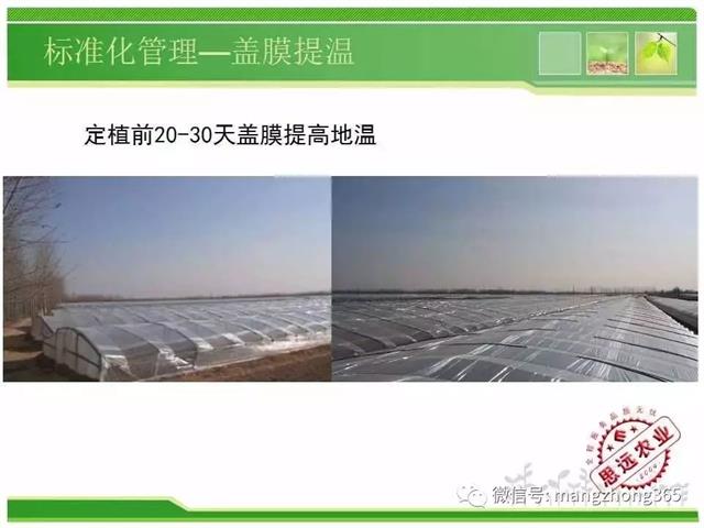 超详细西瓜标准化栽培技术