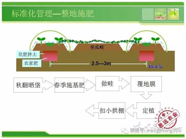 超详细西瓜标准化栽培技术