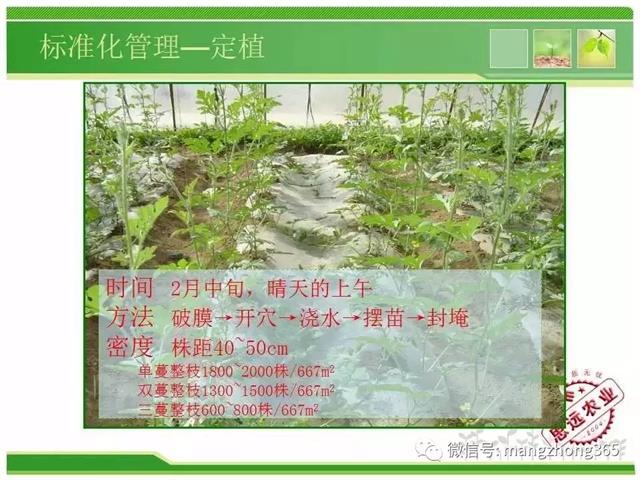 超详细西瓜标准化栽培技术