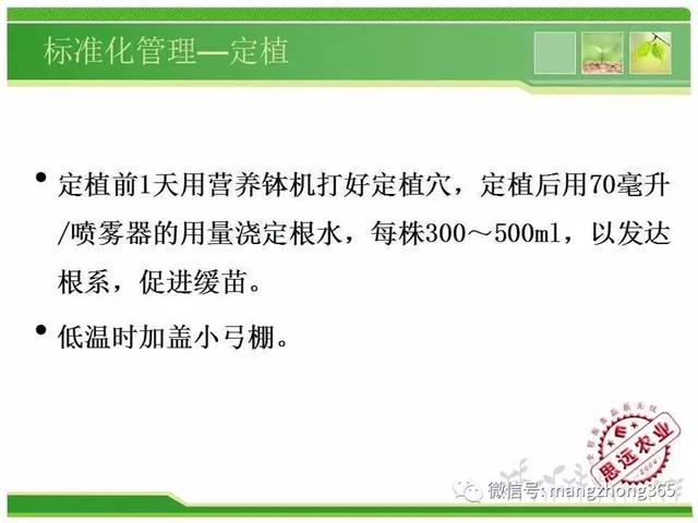 超详细西瓜标准化栽培技术
