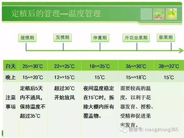超详细西瓜标准化栽培技术