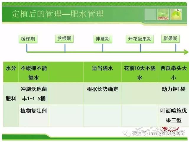 超详细西瓜标准化栽培技术