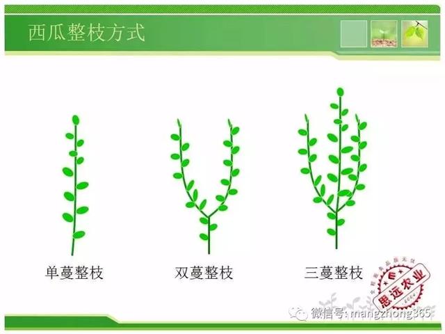 超详细西瓜标准化栽培技术