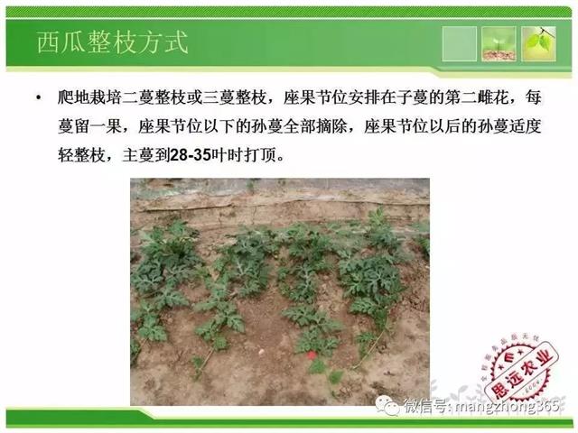 超详细西瓜标准化栽培技术