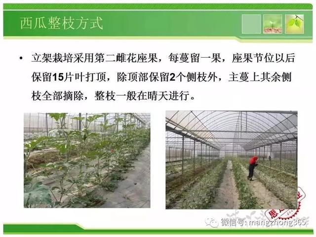 超详细西瓜标准化栽培技术
