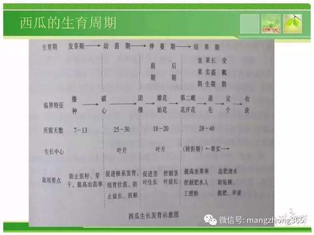 超详细西瓜标准化栽培技术