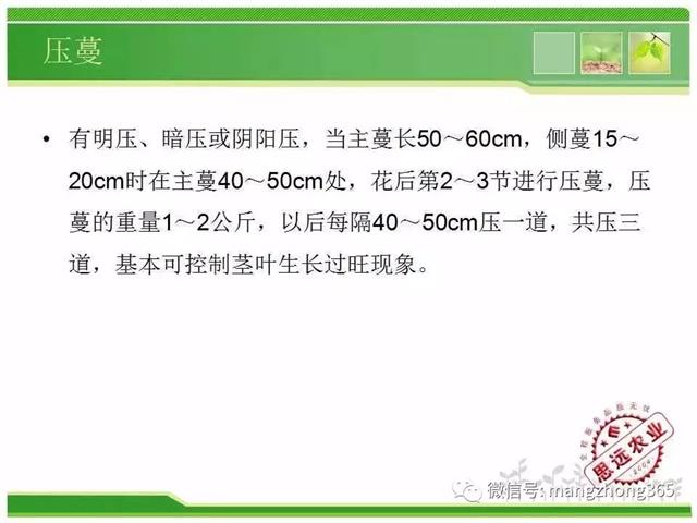 超详细西瓜标准化栽培技术