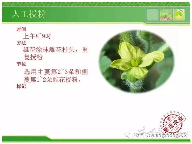 超详细西瓜标准化栽培技术